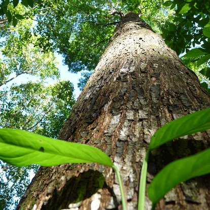 Madera Finca